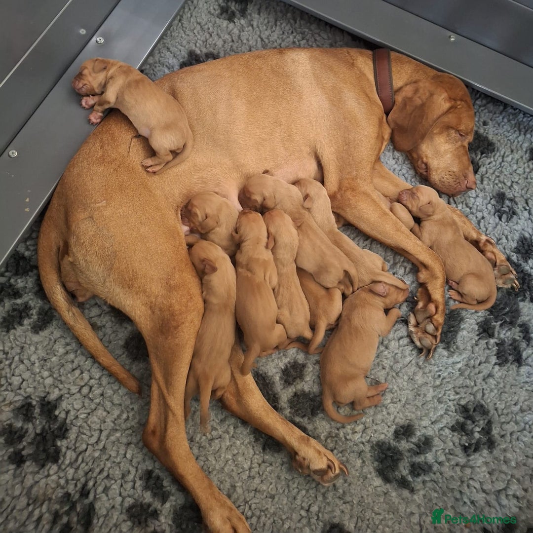 Hungarian Vizsla dogs for sale: KC Reg Hungarian Vizsla Puppies-Imported Lineage - Image 18
