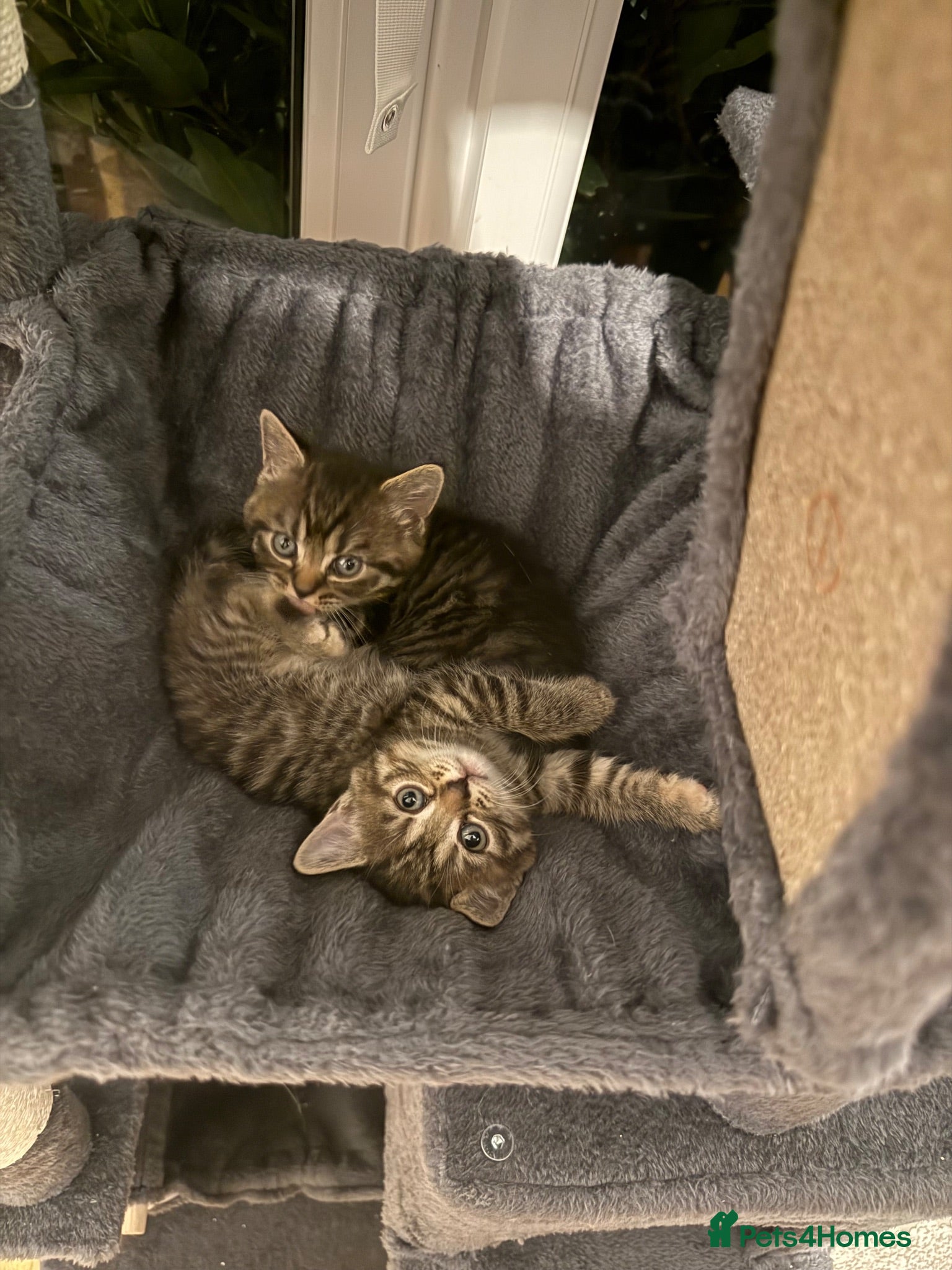 British Shorthair cats Gorgeous British short haired tabby’s & calicos  - Advert 2