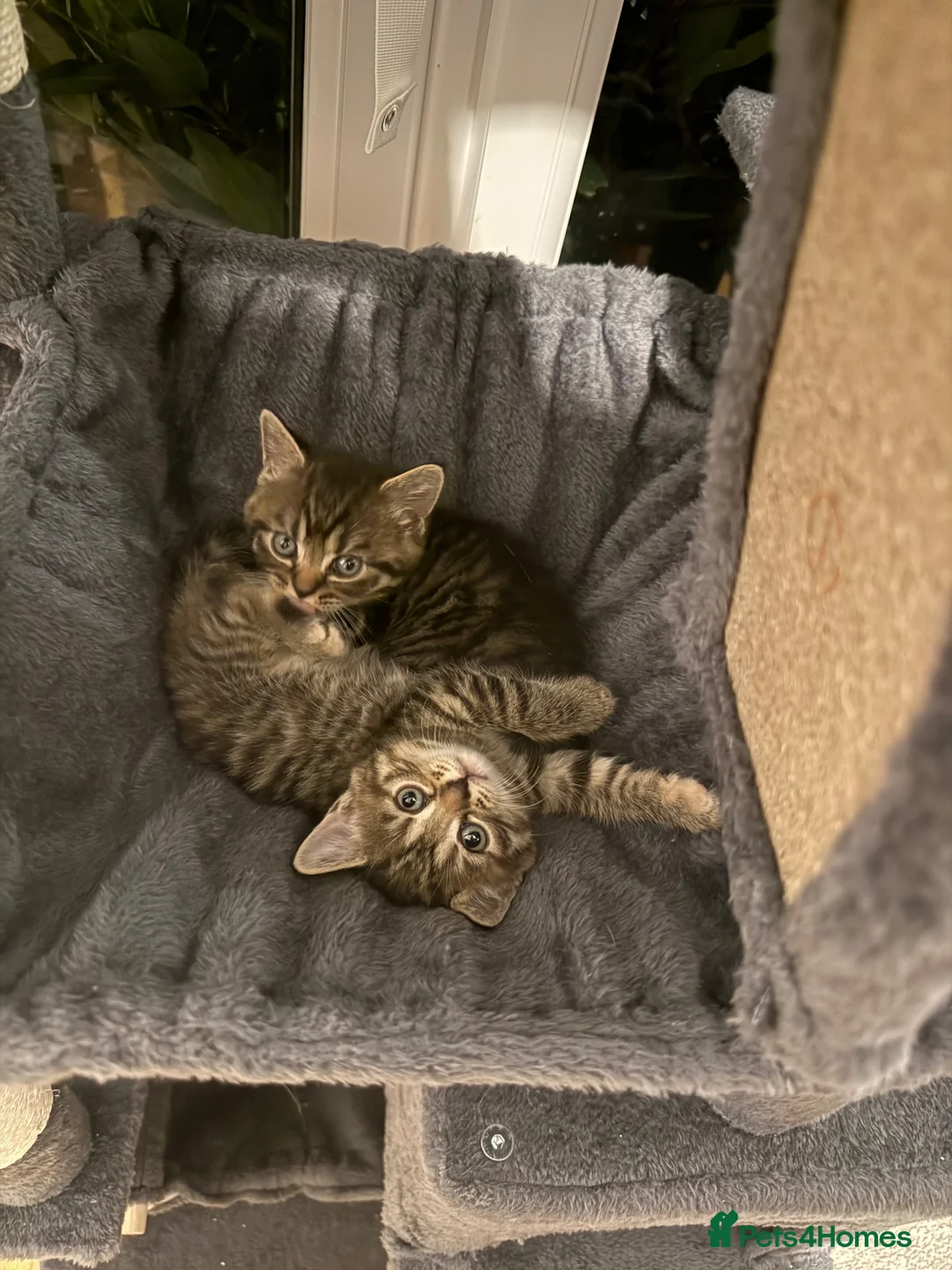 British Shorthair cats for sale: Gorgeous British short haired tabby’s & calicos  - Advert 2
