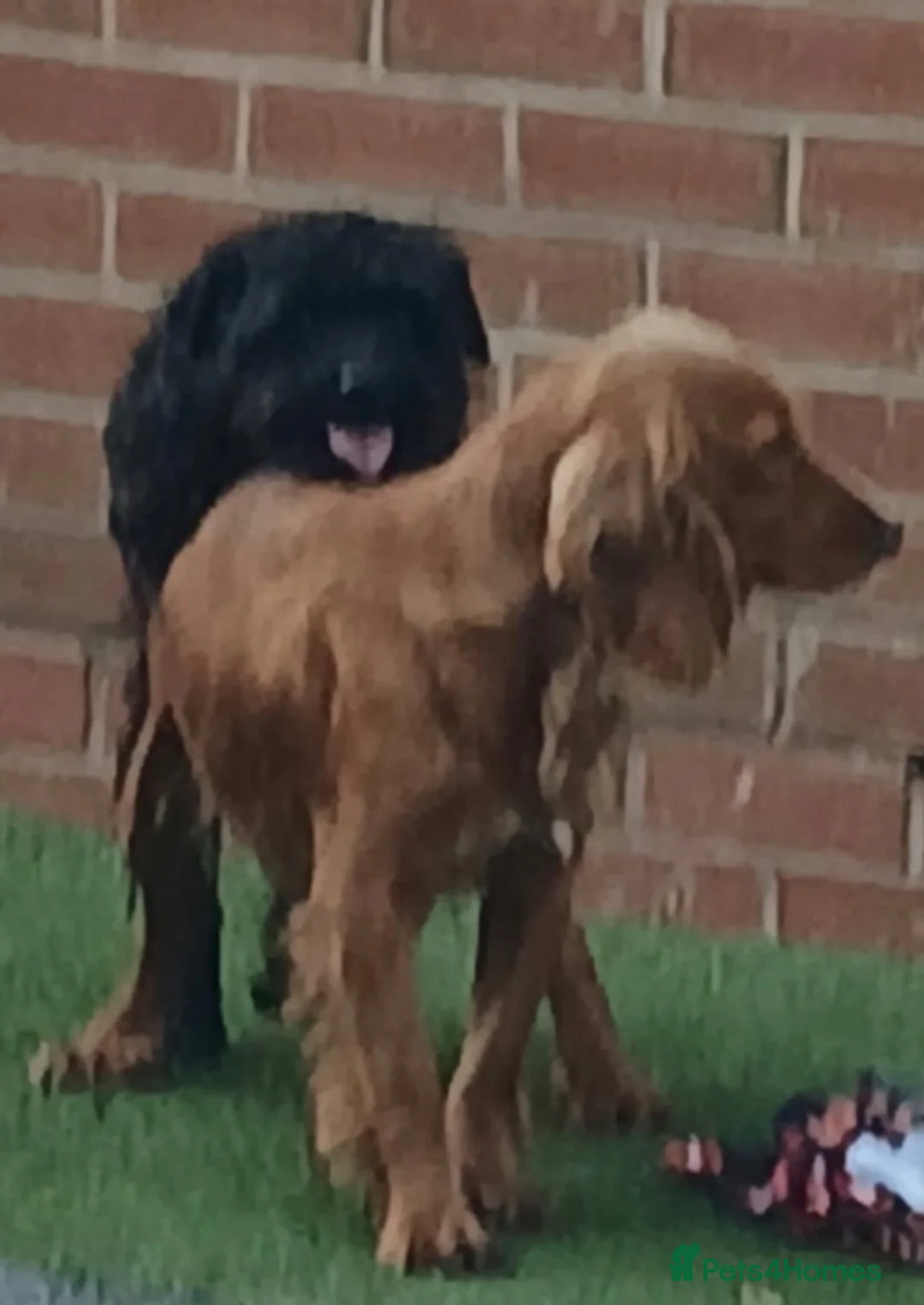 Cockapoo dogs for sale: Cockapoo puppies  in Salford - Advert 7