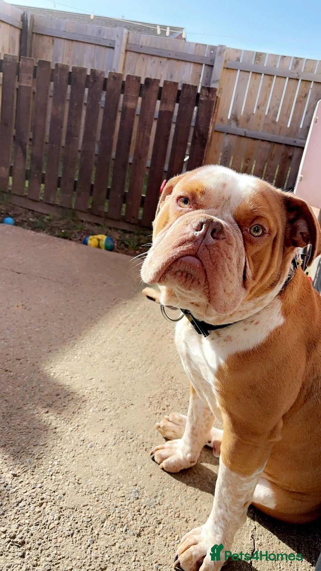 Old Tyme Bulldog dogs for stud: Bentley the Bulldog - Image 6