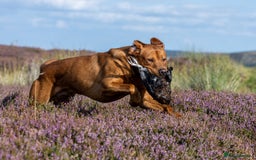 Labrador Retriever dogs for stud: 0/0 Hips & elbows fox red labrador in Leyburn - Image 12