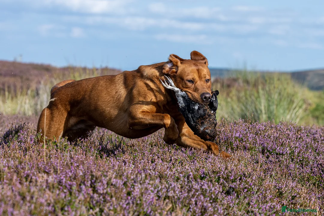 Labrador Retriever dogs for stud: 0/0 Hips & elbows fox red labrador in Leyburn - Advert 15