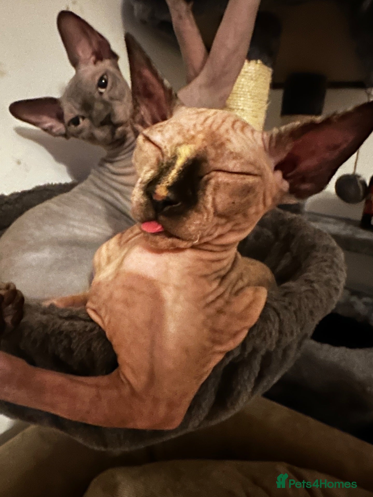 Sphynx cats Sphynx mix kittens - Advert 15