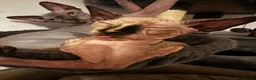 Sphynx cats for sale: Sphynx mix kittens - Advert 1