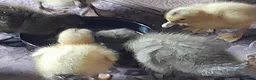 Ducks poultry for sale: Muscovy and silver appleyard ducklings pairs LN4 - Advert 6