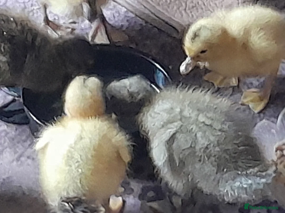 Ducks poultry for sale: Muscovy and silver appleyard ducklings pairs LN4 - Advert 6