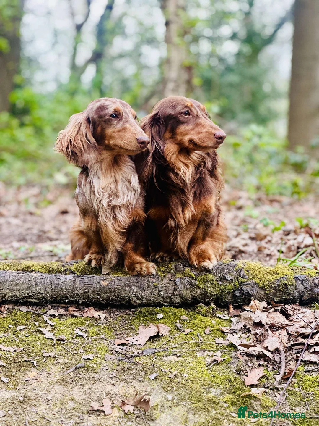 Dachshund dogs for stud: Long haired dachshund stud boys  in Leeds - Advert 2