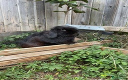 Mini Lop rabbits for sale: Reggie looking for a loving home💙 - Image 4