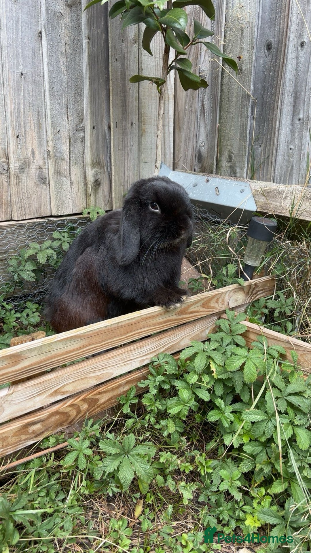 Mini Lop rabbits for sale: Reggie looking for a loving home💙 - Image 4