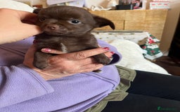 Chihuahua dogs for sale: Rare chocolate chihuahua puppies - Image 34