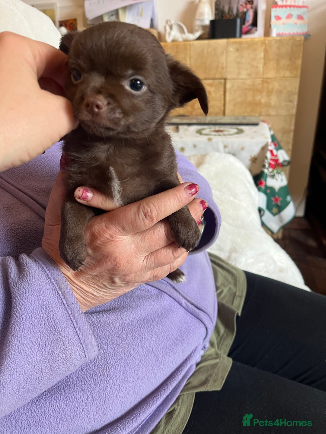 Chihuahua dogs for sale: Rare chocolate chihuahua puppies - Image 34