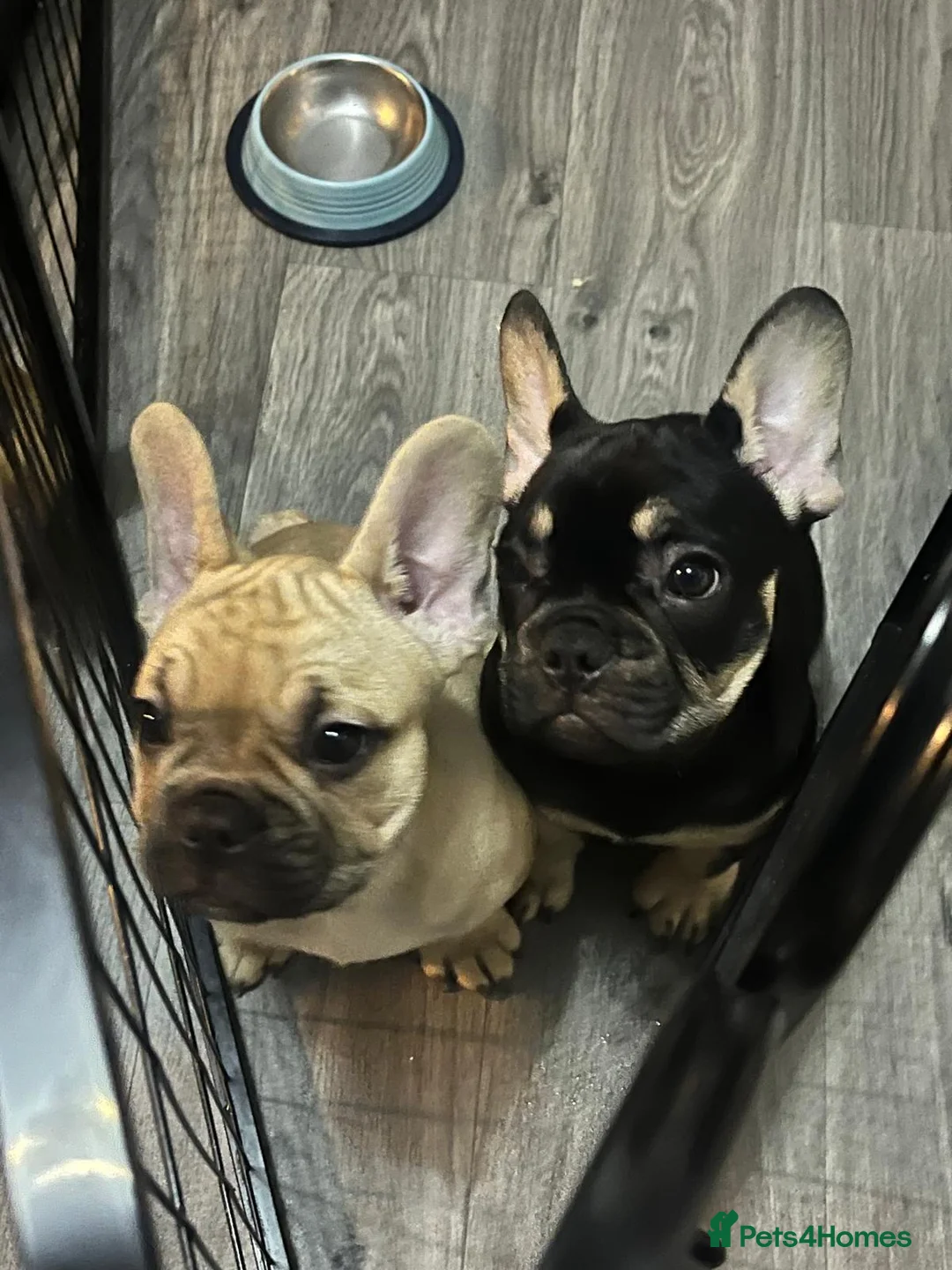 French Bulldog dogs for sale: 2 beautiful boys waiting for their forever homes  - Advert 3
