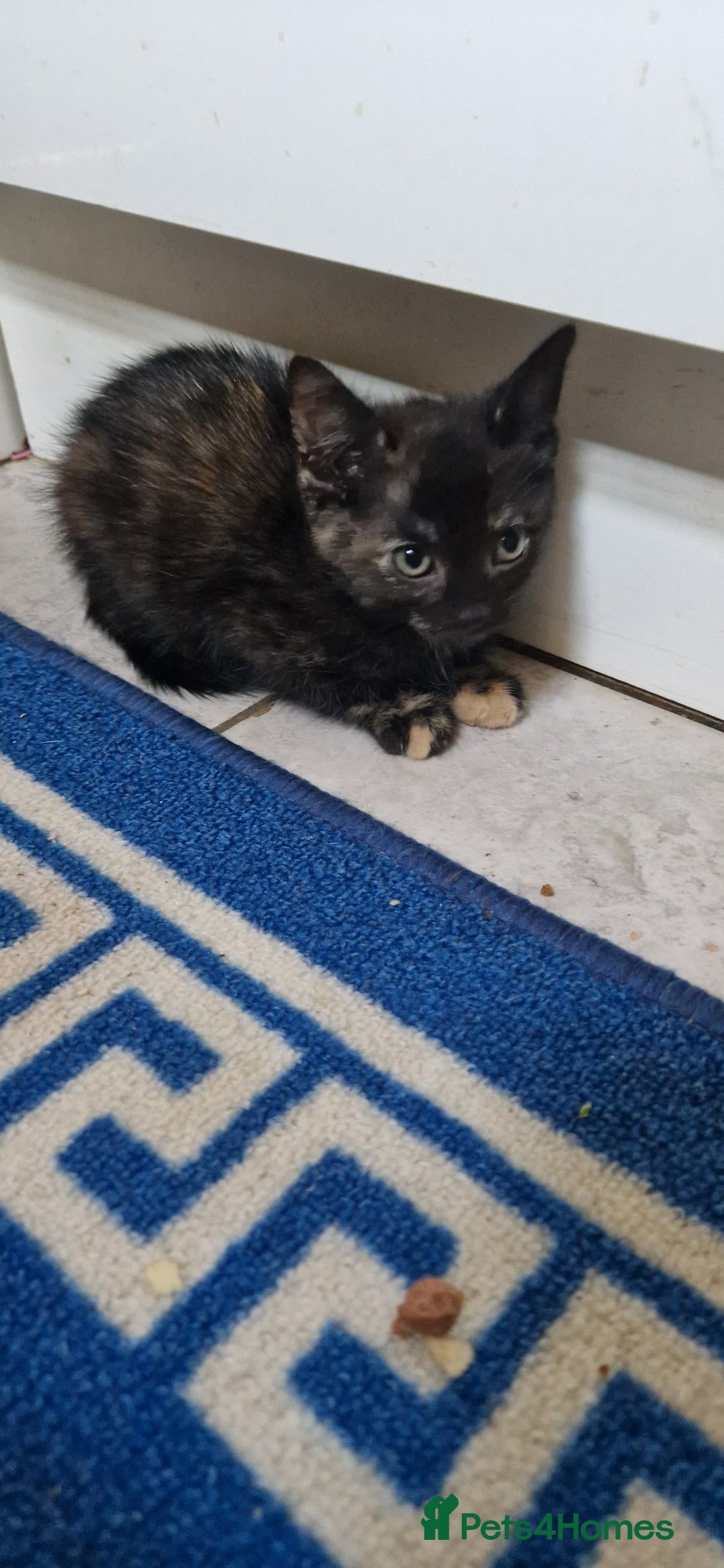 Mixed Breed cats for sale: 4 little kittens(1 taby boy+3 calico girls)  - Image 5