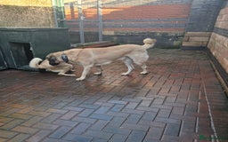 Turkish Kangal dogs for sale: Turkish kangal  - Image 8