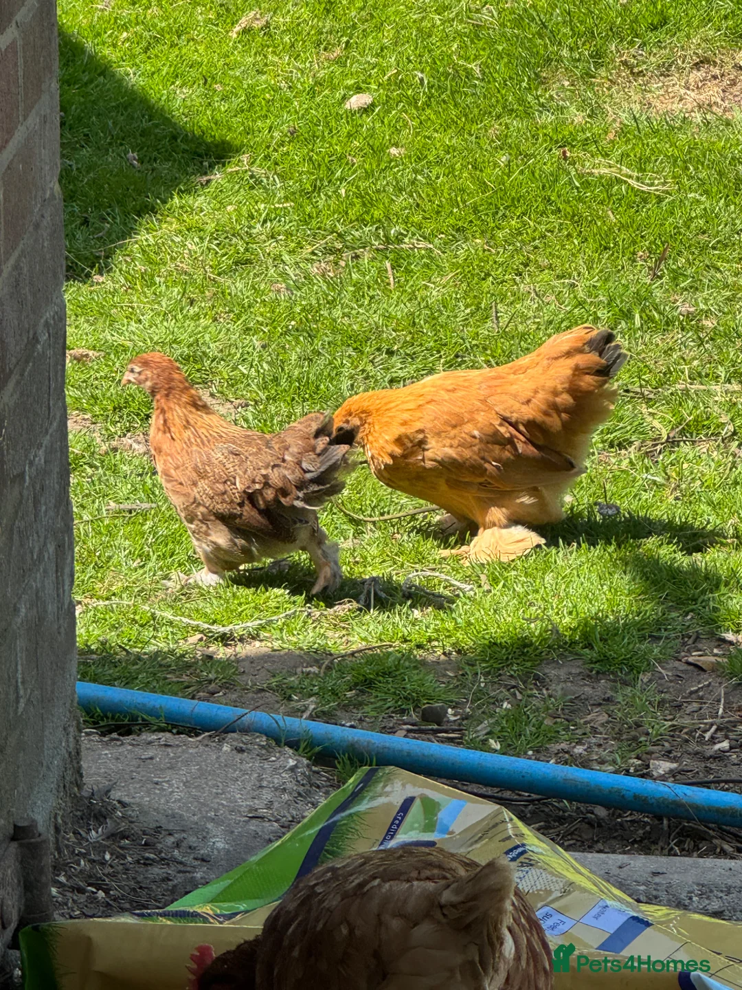 Chickens poultry for sale: French Pekin Bantams  - Advert 2
