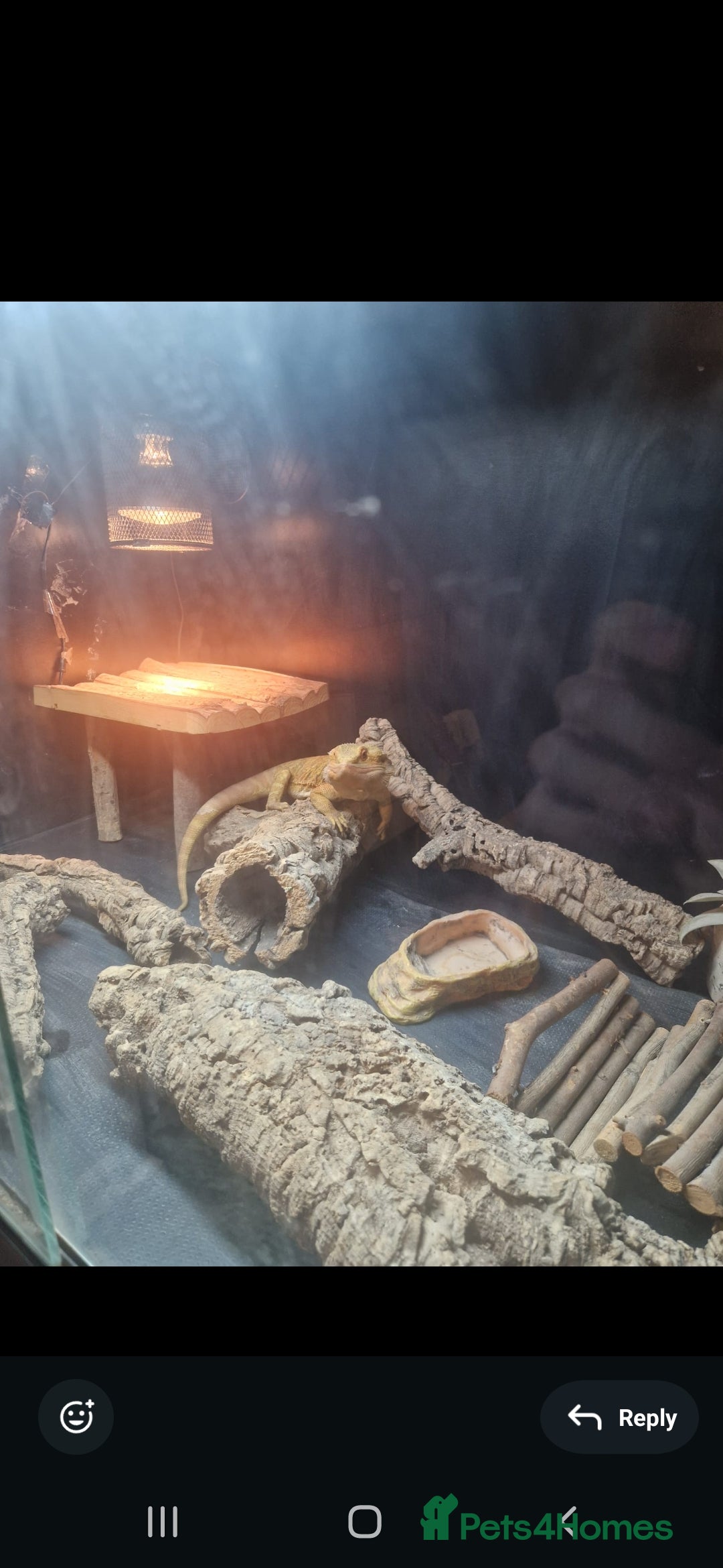 Bearded Dragon reptiles for sale: Male leather back bearded dragon - Image 3