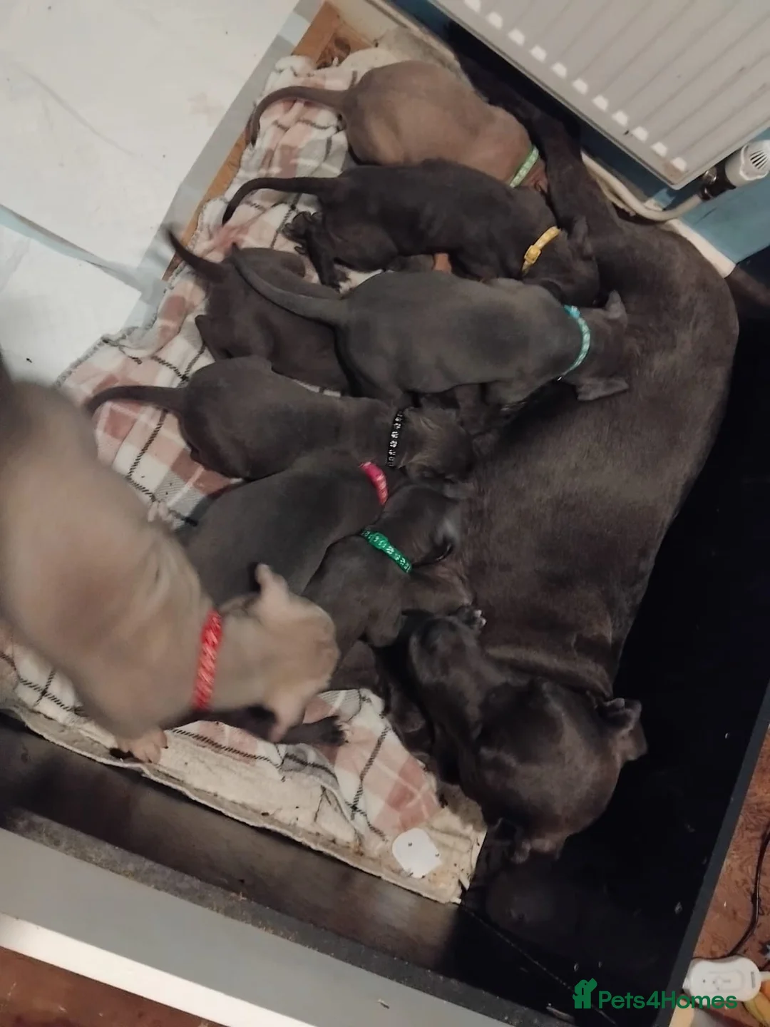 Mixed Breed dogs for sale: Cane corso x Alpha blueblood bull dog - Advert 13