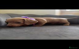 Miniature Dachshund dogs for sale: Stunning mini sausages  - Image 6