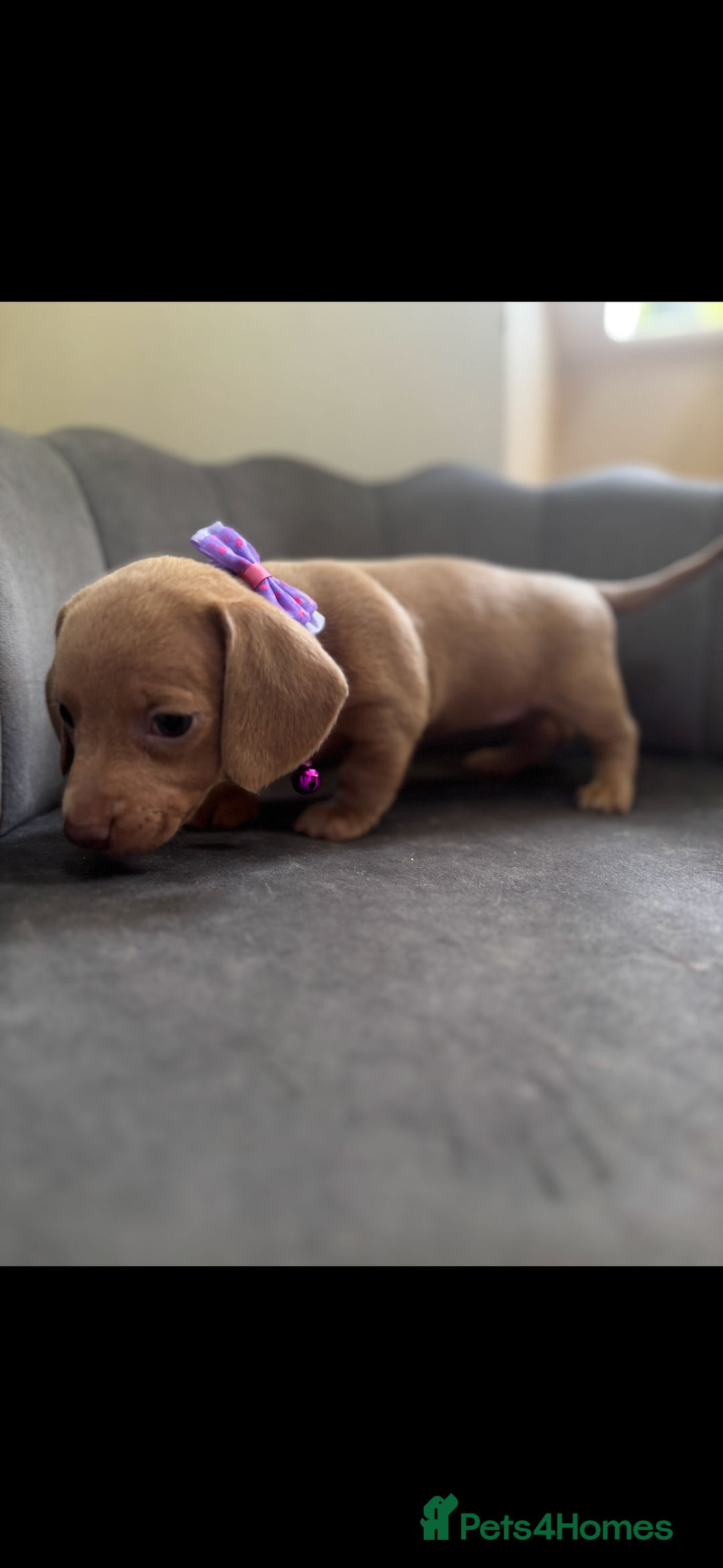 Miniature Dachshund dogs for sale: Stunning mini sausages  - Image 6