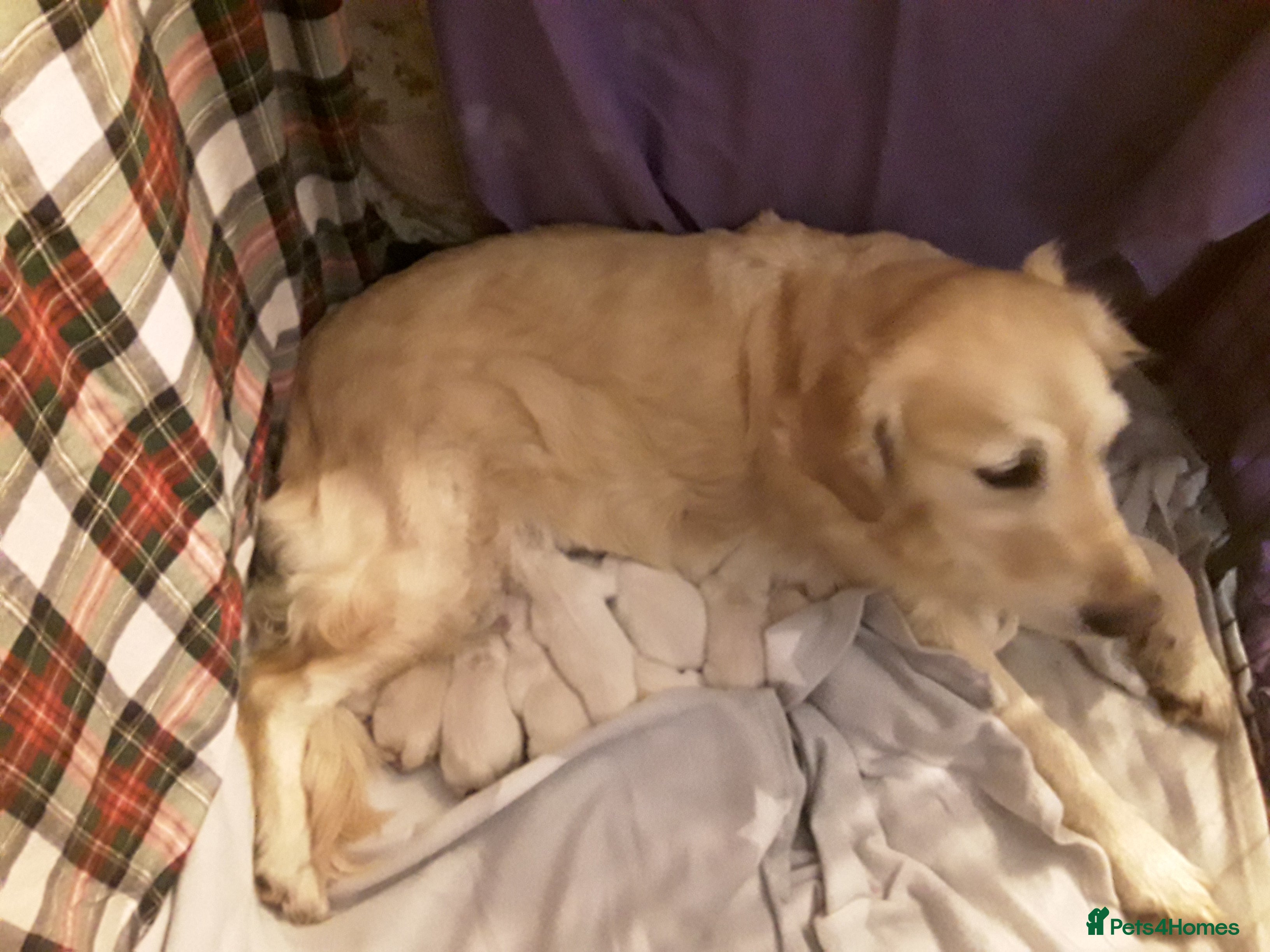 Golden Retriever dogs Exceptional Golden Retriever Pups - Advert 9