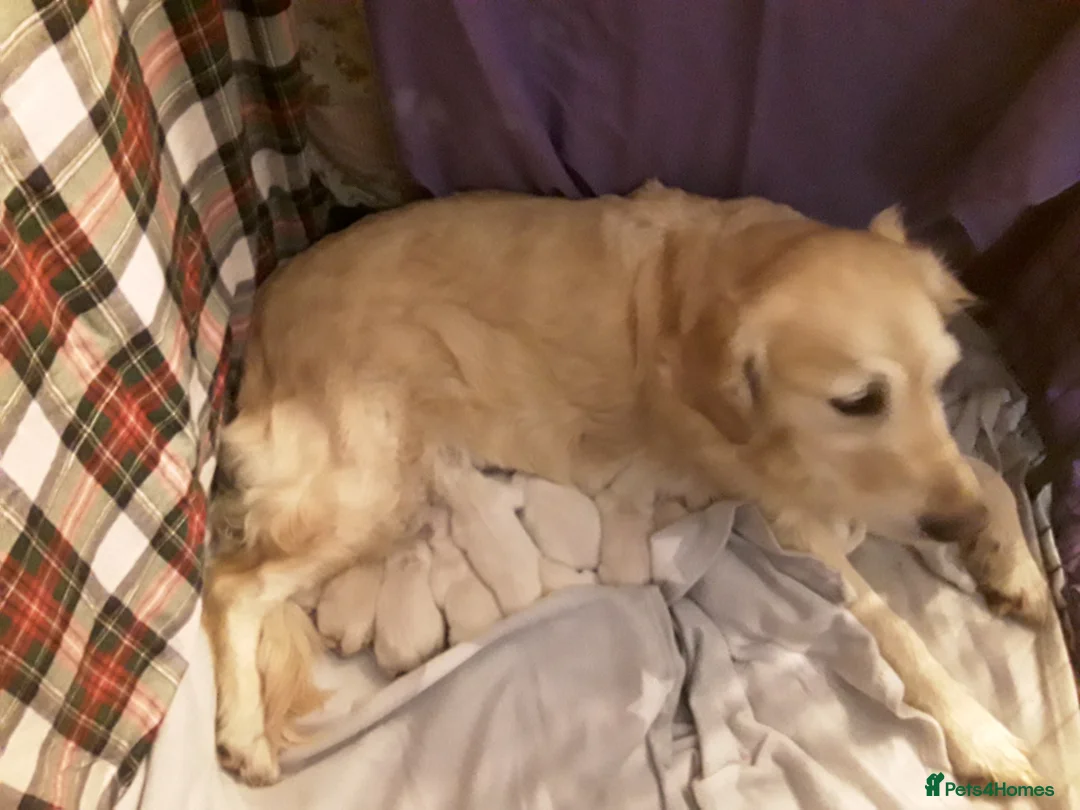 Golden Retriever dogs for sale: Exceptional Golden Retriever Pups - Advert 1