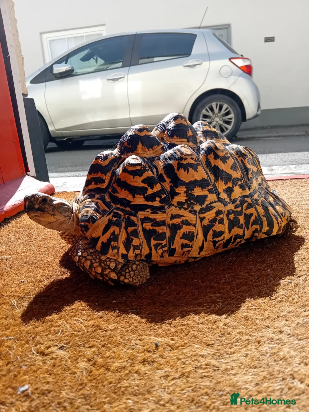 Tortoise reptiles for sale: Leopard tortois in Newton Abbot - Advert 1