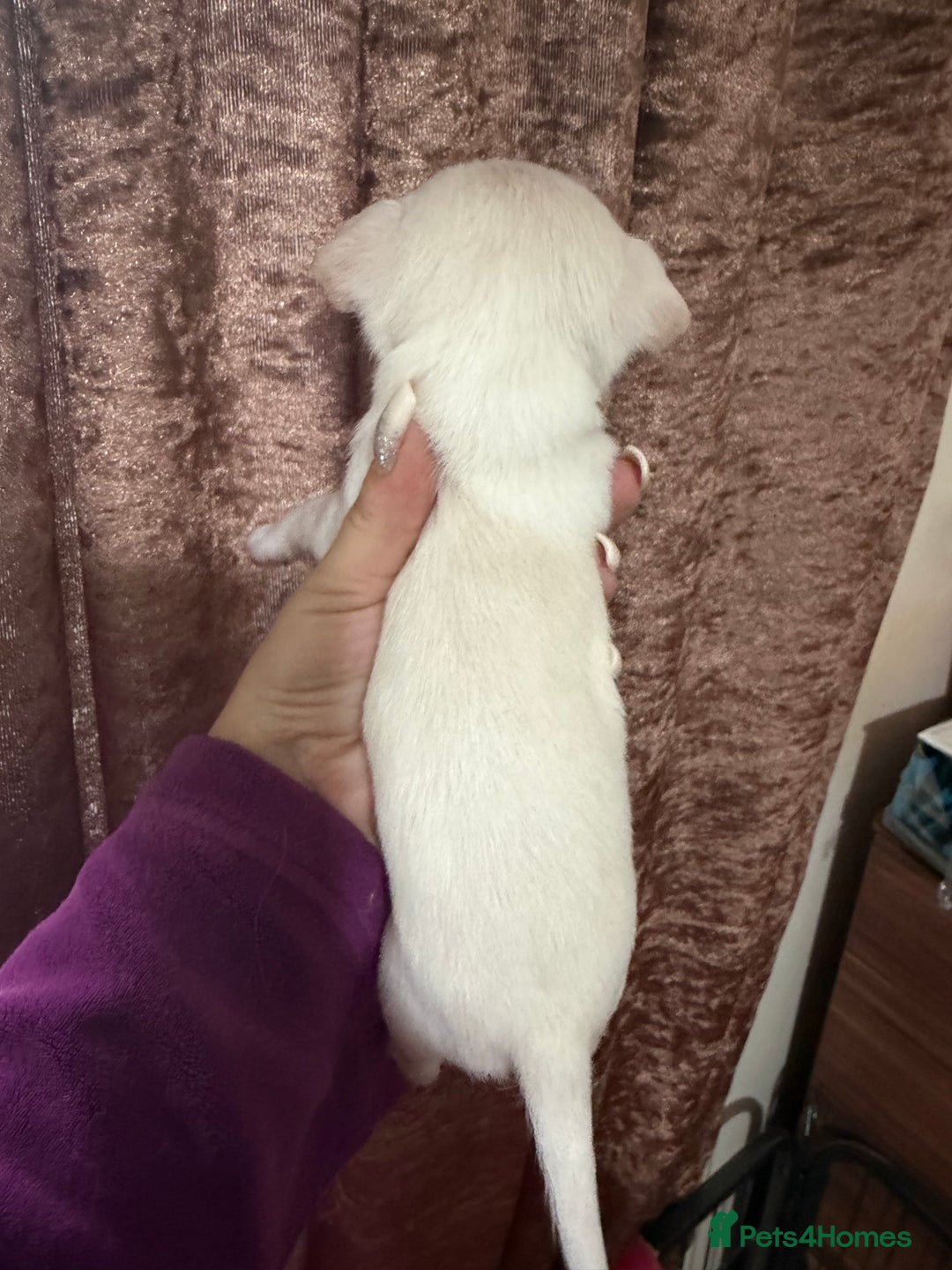 Chihuahua dogs for sale: Chihuahua pups - Advert 8