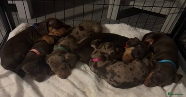 Miniature Dachshund dogs - Advert 6