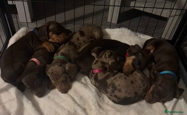 Miniature Dachshund dogs - Advert 10