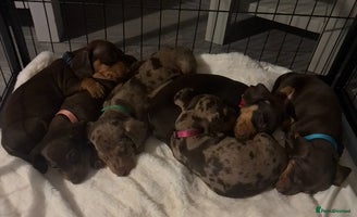 Miniature Dachshund dogs - Advert 8