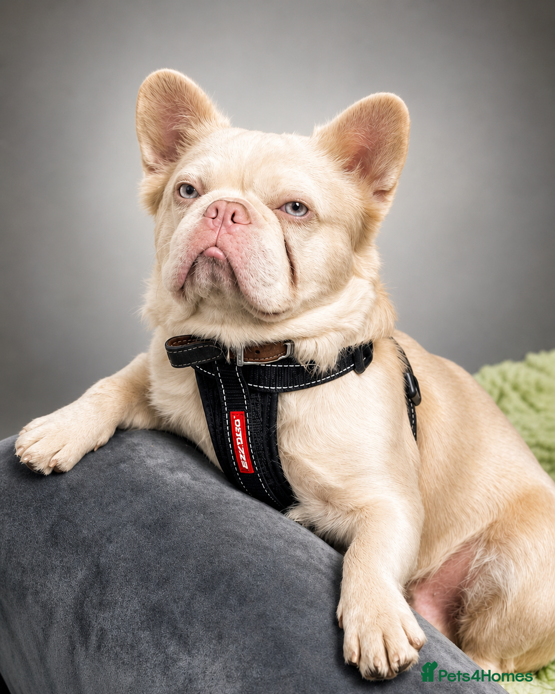 French Bulldog dogs 🩷 PINK FLUFFY BOY FOR STUD 🩷 - Advert 16