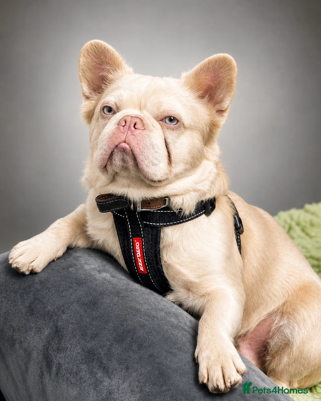 French Bulldog dogs for stud: 🩷 PINK FLUFFY BOY FOR STUD 🩷 - Advert 1