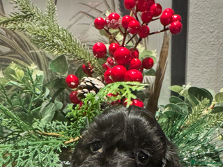 Cockapoo dogs FI STUNNING SHOW COCKERPOO PUPS - Advert 1