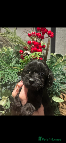 Cockapoo dogs FI STUNNING SHOW COCKERPOO PUPS - Advert 2