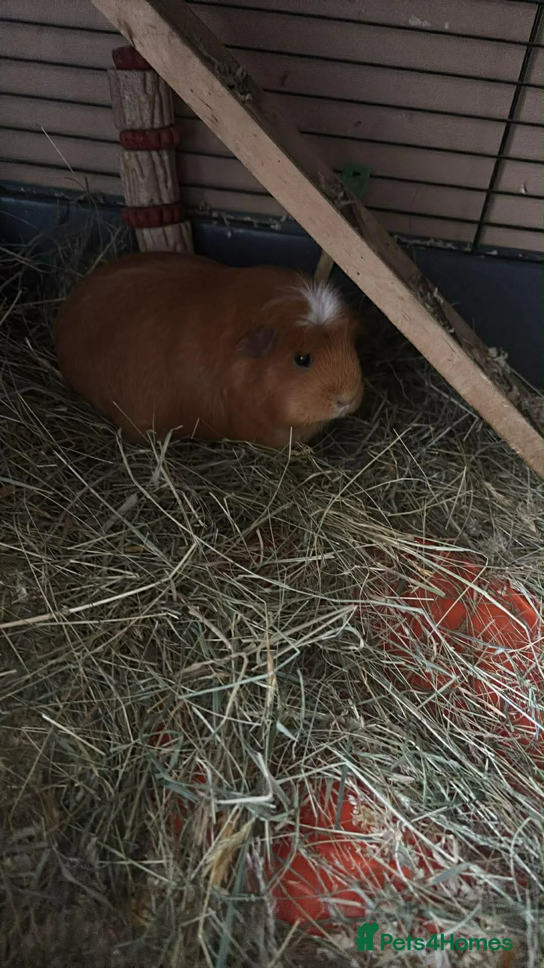 Mixed Breed rabbits for sale: Guinea pigs  in Mountain Ash - Advert 3