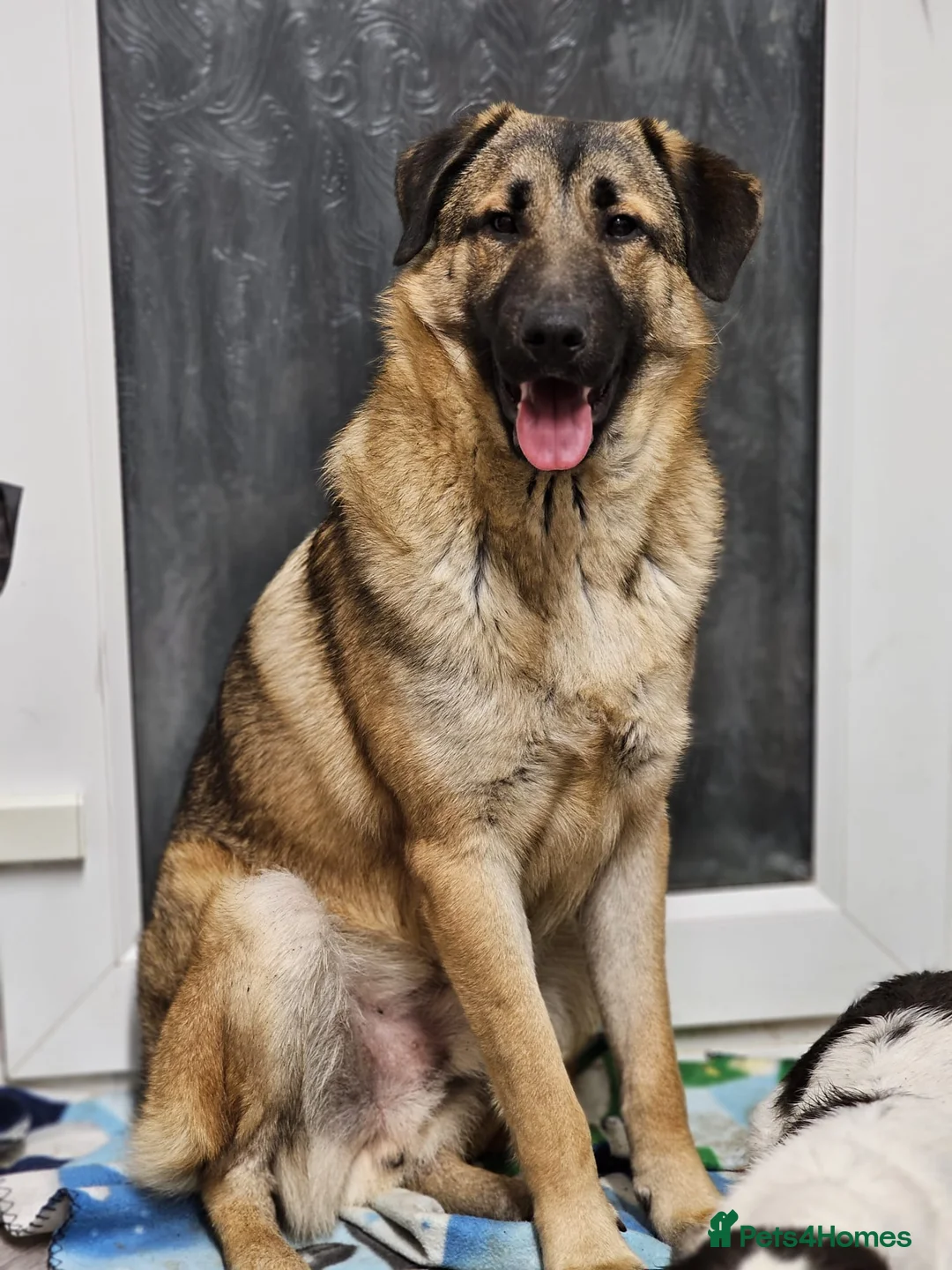 Mixed Breed dogs for sale: Handsome Bob - Advert 4