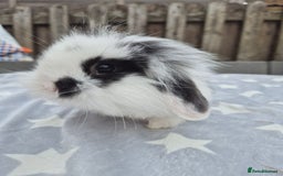 Mini Lion Lop rabbits for sale: 2 baby lion lops 6 week old - Image 2