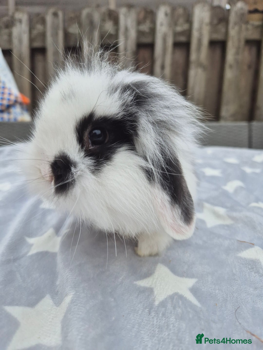 Mini Lion Lop rabbits for sale: 2 baby lion lops 6 week old - Image 2