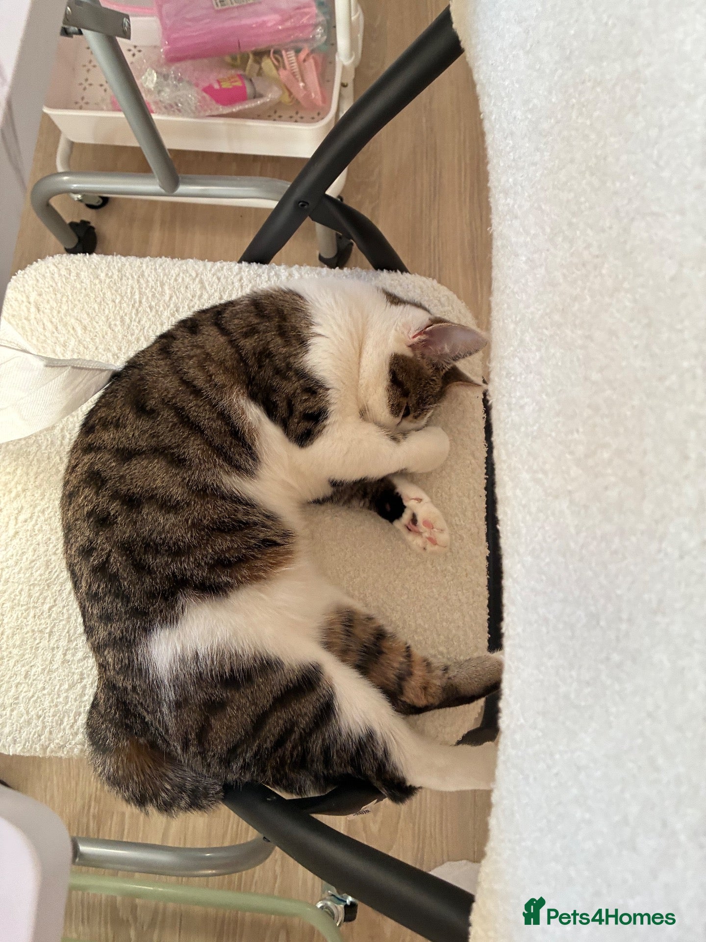 Mixed Breed cats Female cat looking for forever home🤍🐾 - Advert 6