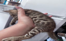 Bengal cats for sale: Bengal Kittens ready to be reserved  - Image 15