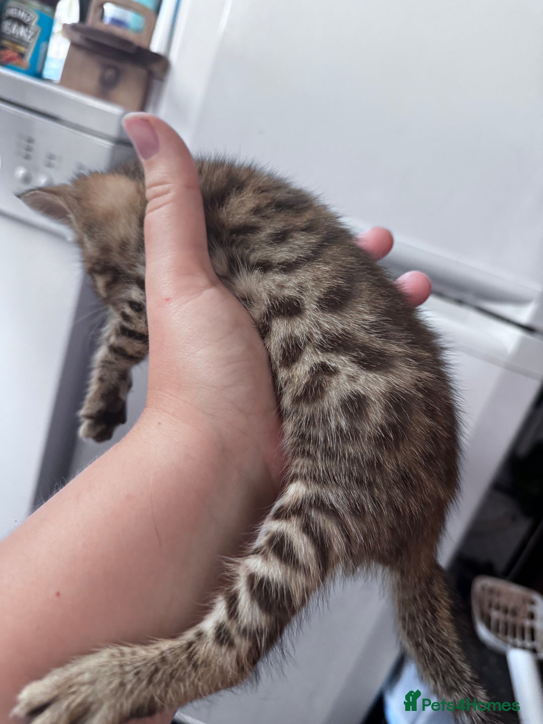 Bengal cats for sale: Bengal Kittens ready to be reserved  - Image 15
