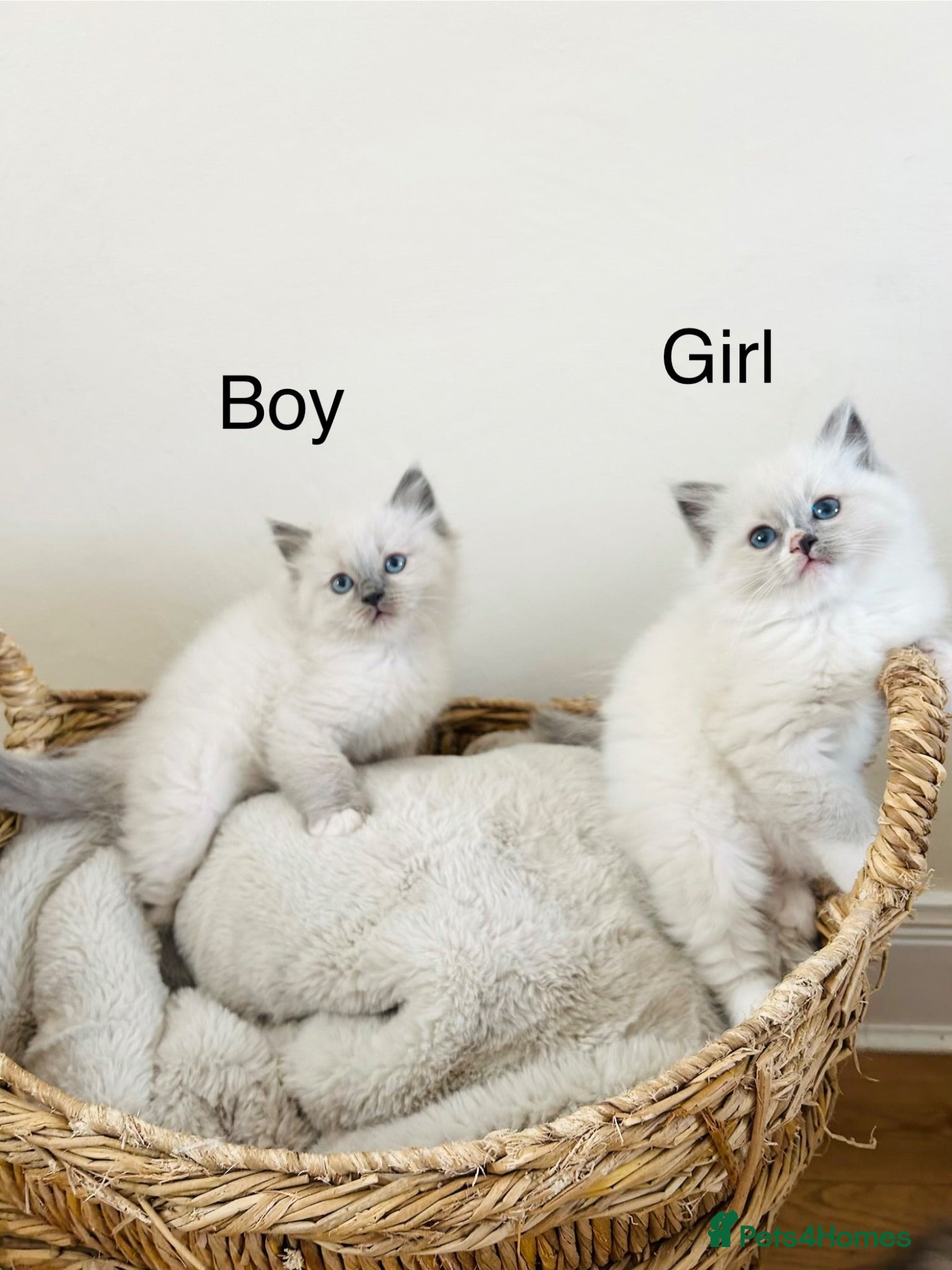 Ragdoll cats Ragdoll kittens - Advert 13