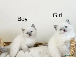 Ragdoll cats Ragdoll kittens - Advert 13