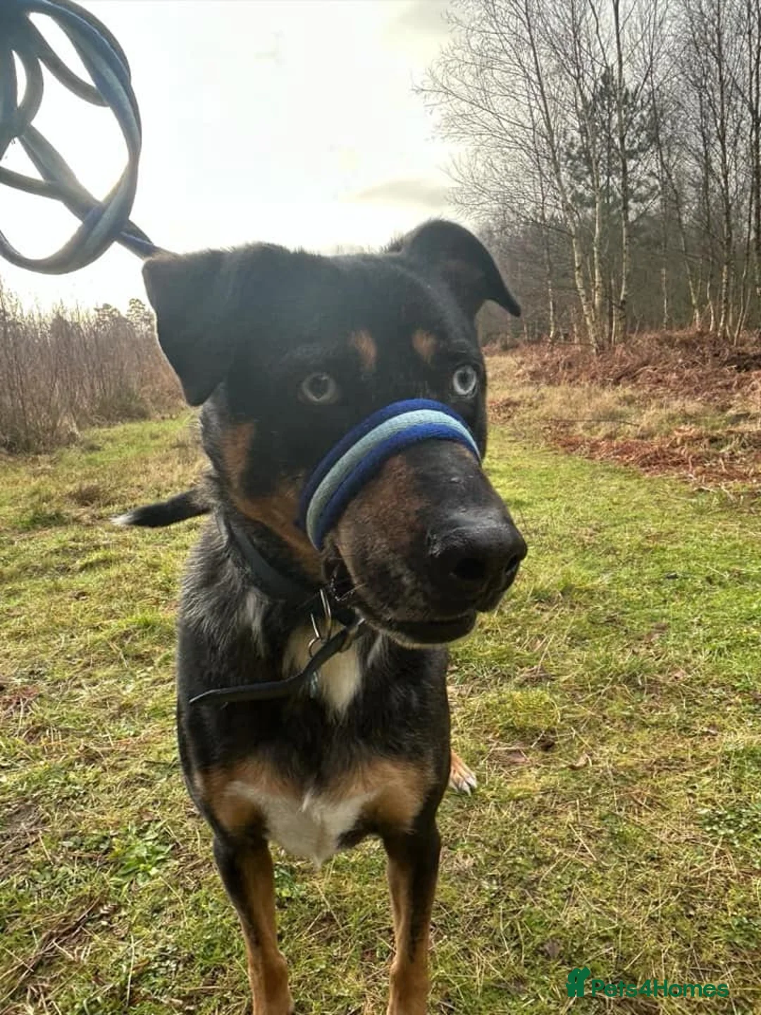 Mixed Breed dogs for adoption: Jack - Norwich Norfolk  in Norwich - Advert 20