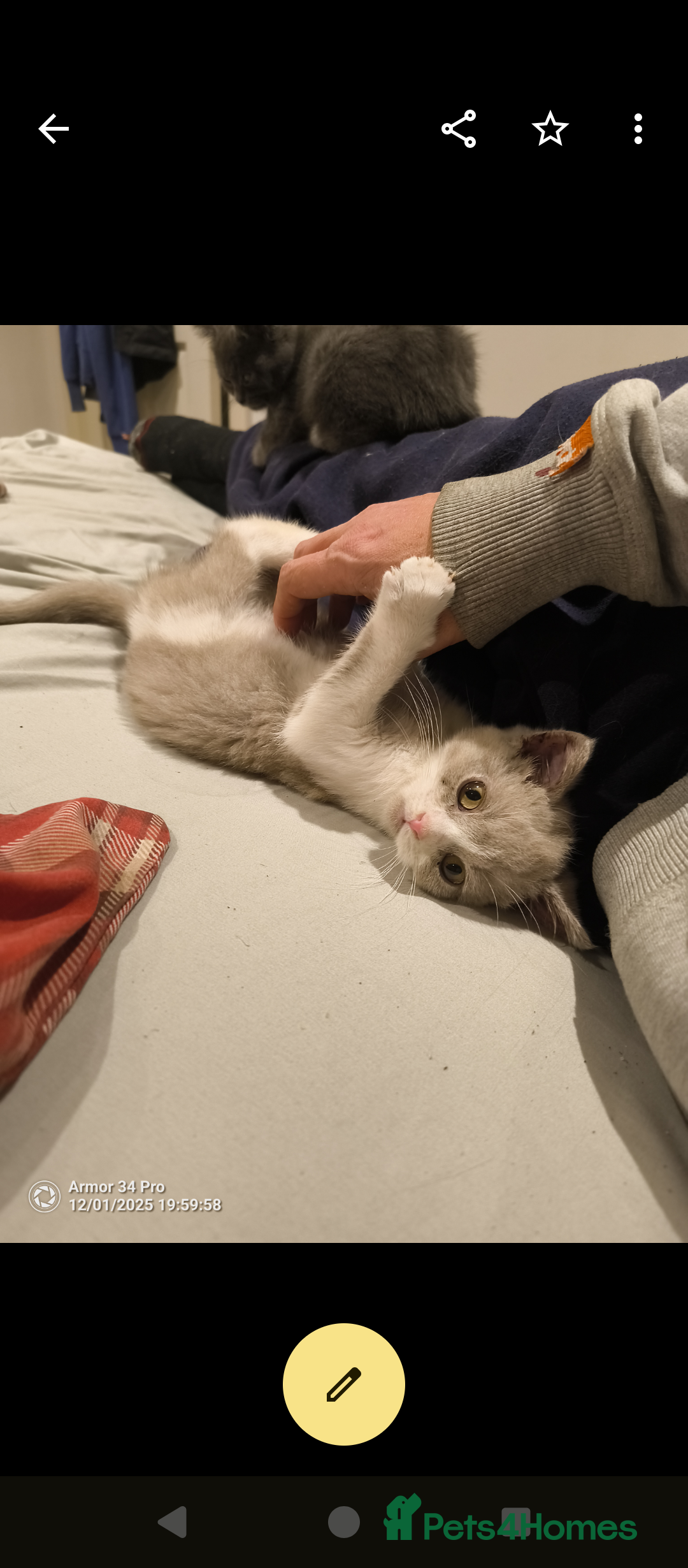 British Shorthair cats for sale: 3 beautiful little British short hair kittens   - Advert 2