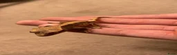 Gecko reptiles for sale: Baby Harley Quinn crested gecko  - Advert 4