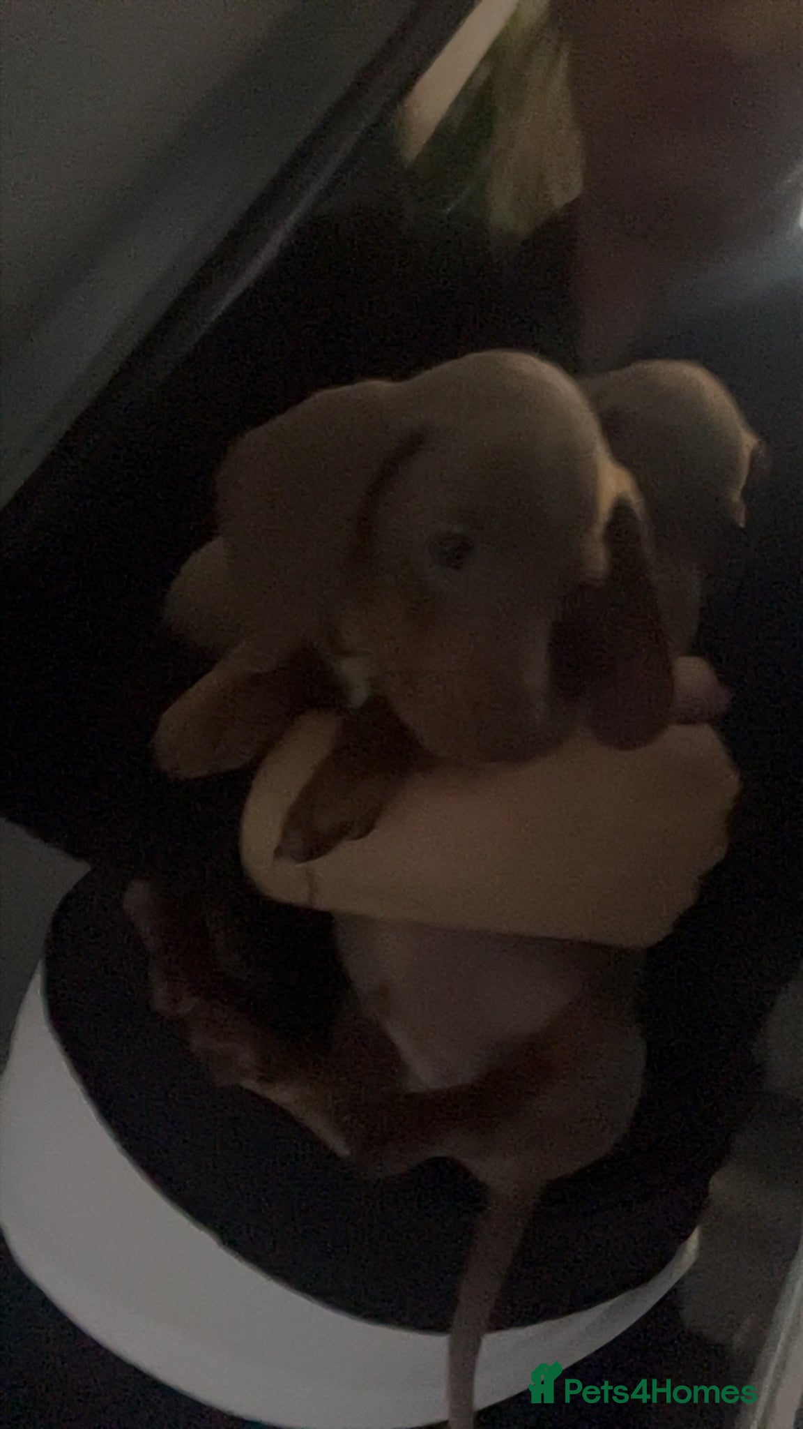 Dachshund dogs Male Daschund  - Advert 10