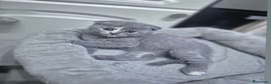 Scottish Fold 2
