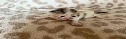 Mixed Breed cats for sale: Beautiful litter of kittens available! - Advert 4